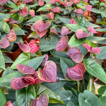 Антуриум Андрэ ESSENCIA