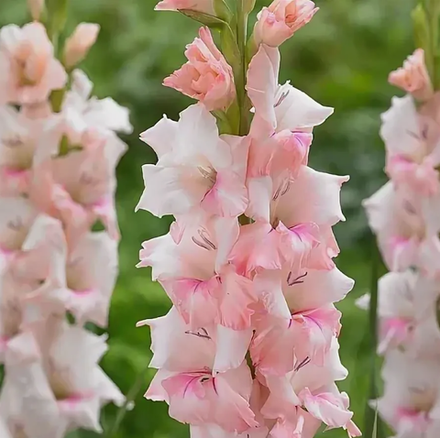 Гладиолус крупноцветковый Адреналин луковица март 2026