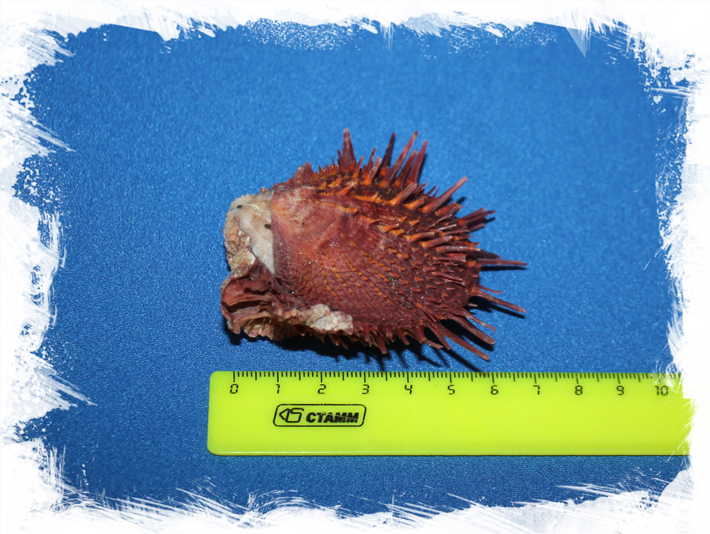 Ракушка Spondylus Gloriosus Visayensis, Спондилюс глориус висаенсис