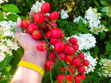 Клубничка (Tomatoberry) сорт томата