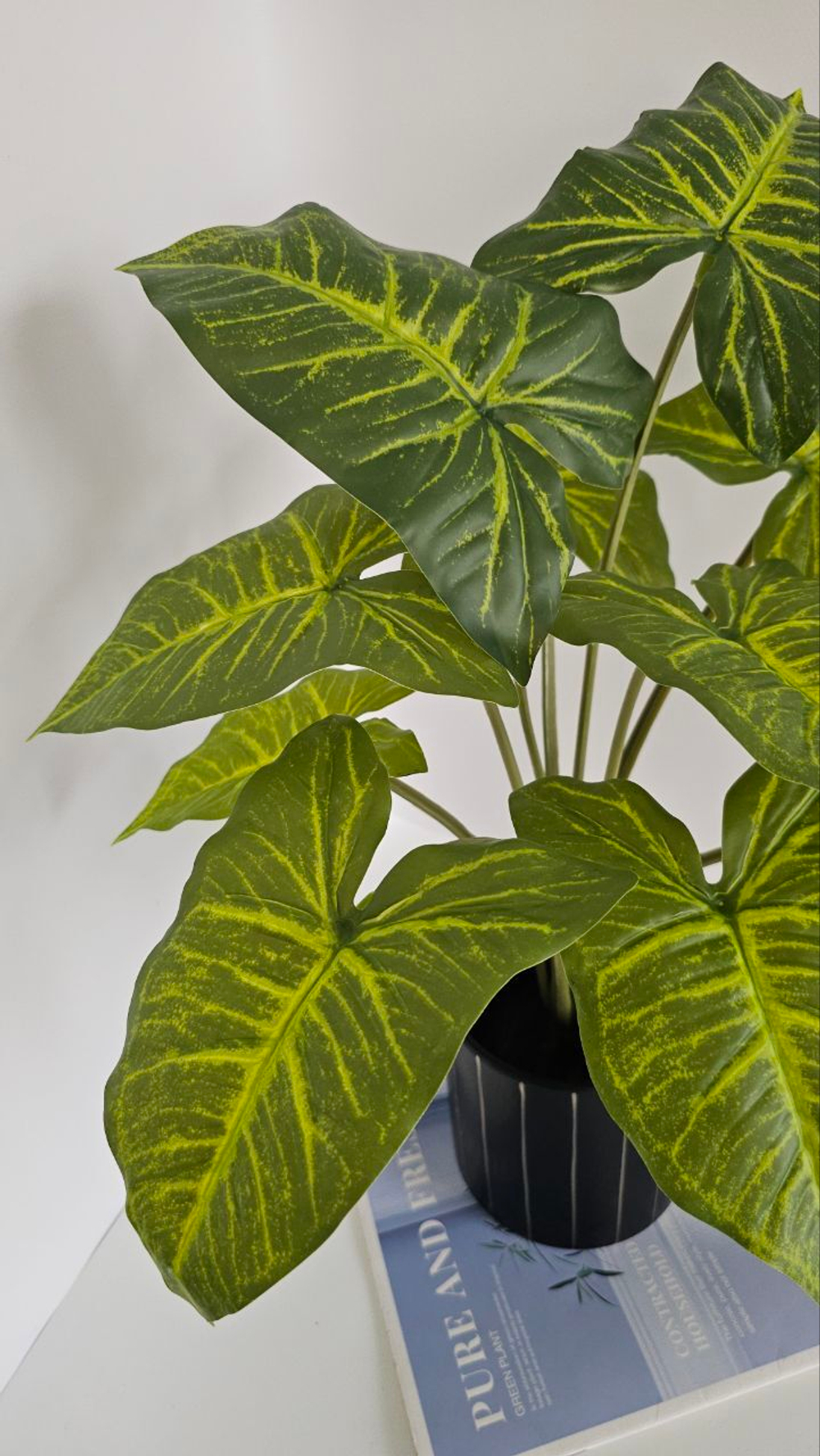 Калатея / Арт 6087