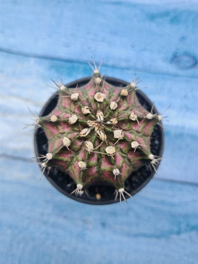 Gymnocalycium T-Rex Pink hybride (Гимнокалициум T-rex)