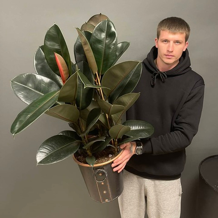 Купить Фикус Эластик