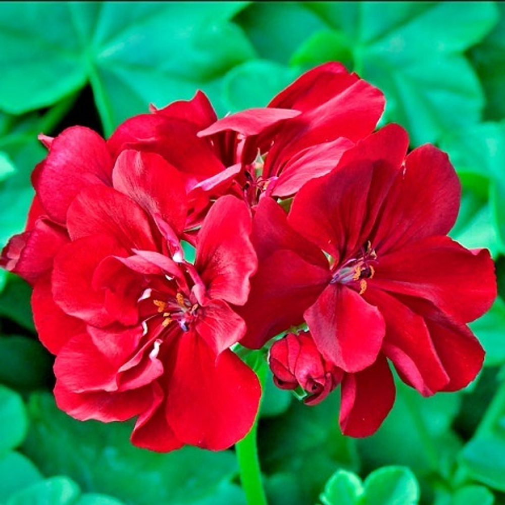 Пеларгония плющелистная Big5 Red с1 1шт