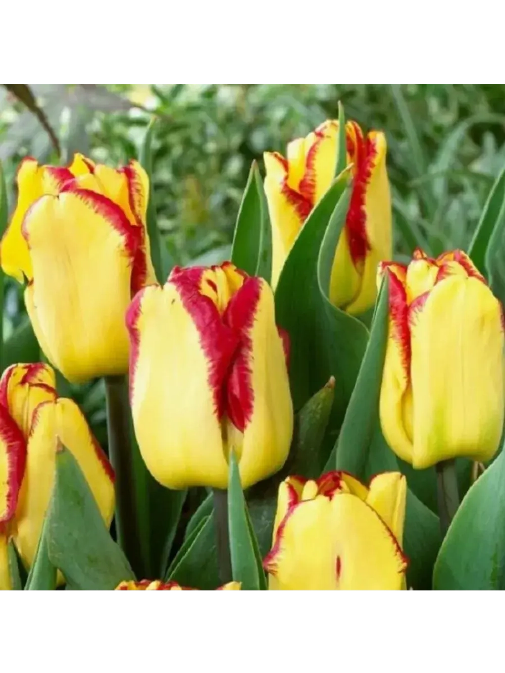 Тюльпаны Ghost Town 4 шт, набор луковиц