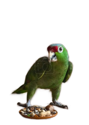 Корма