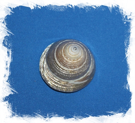 Трохус Макулатус Перламутровый, 3-5см, 1шт