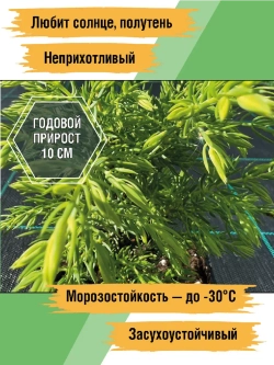 Саженец Можжевельник хвойный Голд Кон