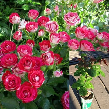 Роза Руби Стар спрей саженец с ЗКС.