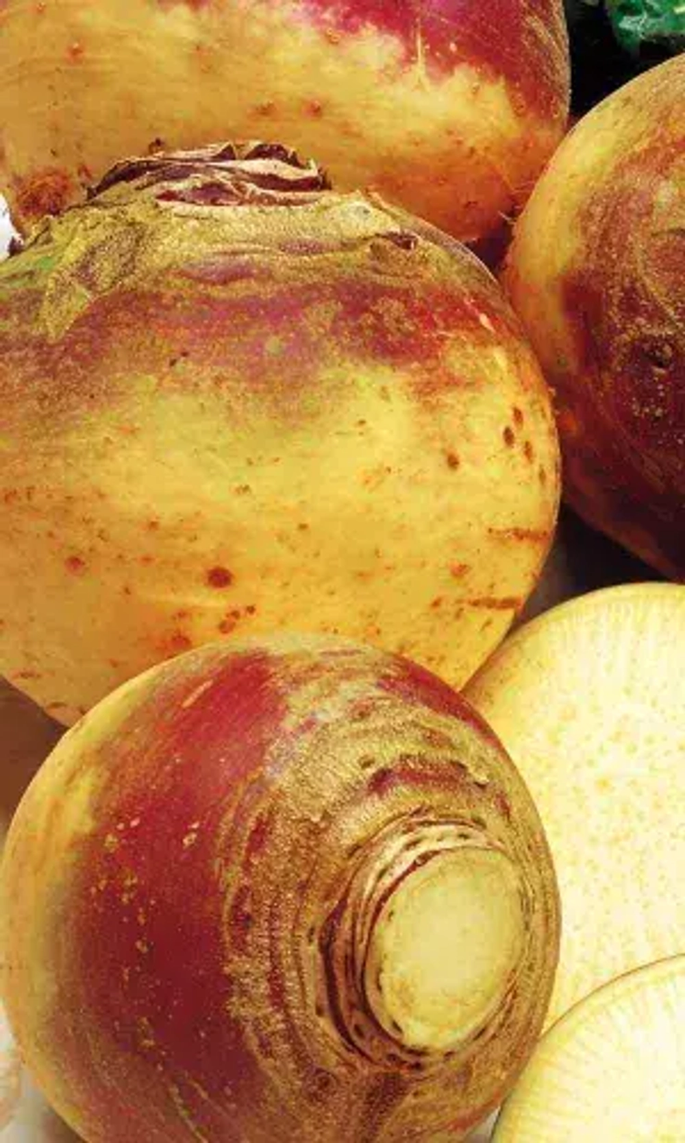 Брюква Счастья полна чаша 0,3г УрДачник