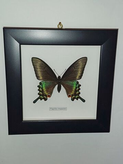 Бабочка Papilio maackii самка в рамке