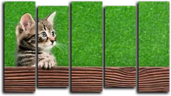 Модульная картина "Кошачья заинтересованность"