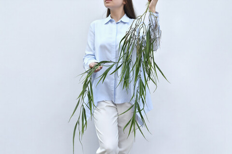 Ветка плакучей Ивы