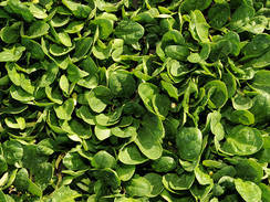 Шелби F1 семена шпината (Enza Zaden / Энза Заден)