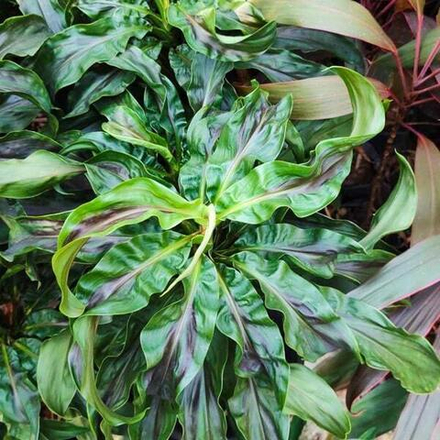 Кордилина MA PHAYOT KHEAW