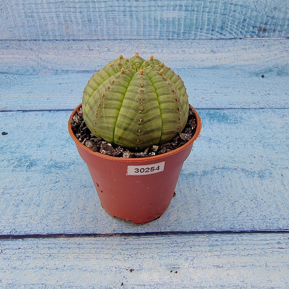Euphoria Obesa (Эуфорбия)
