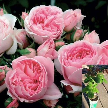 Роза Делия шраб саженец с ЗКС.