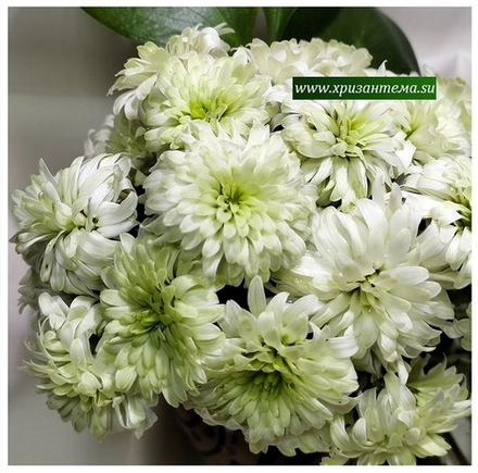 Хризантема мультифлора Verjiniya м. 201 /поставка весна 2026г/