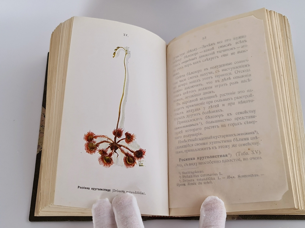 "Наши весенние цветы. Серия 1-3. Наши летние цветы. Серия 1-2". Д.Н.Кайгородов. 1915г.