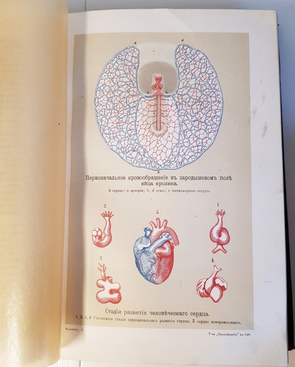 "Человек в двух томах". И.Ранке. 1903 г.