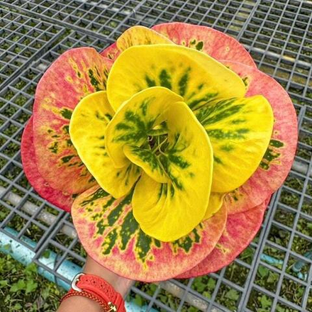 Кротон SUNRISE – RUNG THIWA