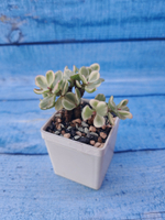 Portulacaria Afra Variegata (Портулакария)