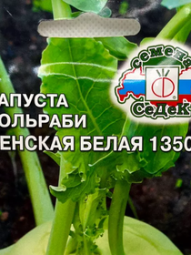 КАПУСТА КОЛЬРАБИ