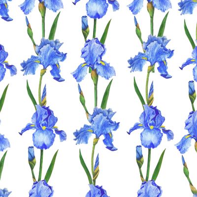 Ирисы акварель