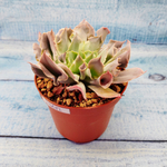 Echeveria Trumpet Pinky (Эхеверия)