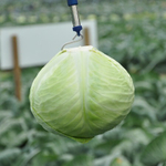 Анкома рз F1 семена капусты белокочанной (Rijk Zwaan / Райк Цваан)