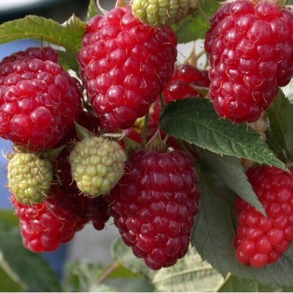 Малина ремонтантная сорт Бриллиантовая