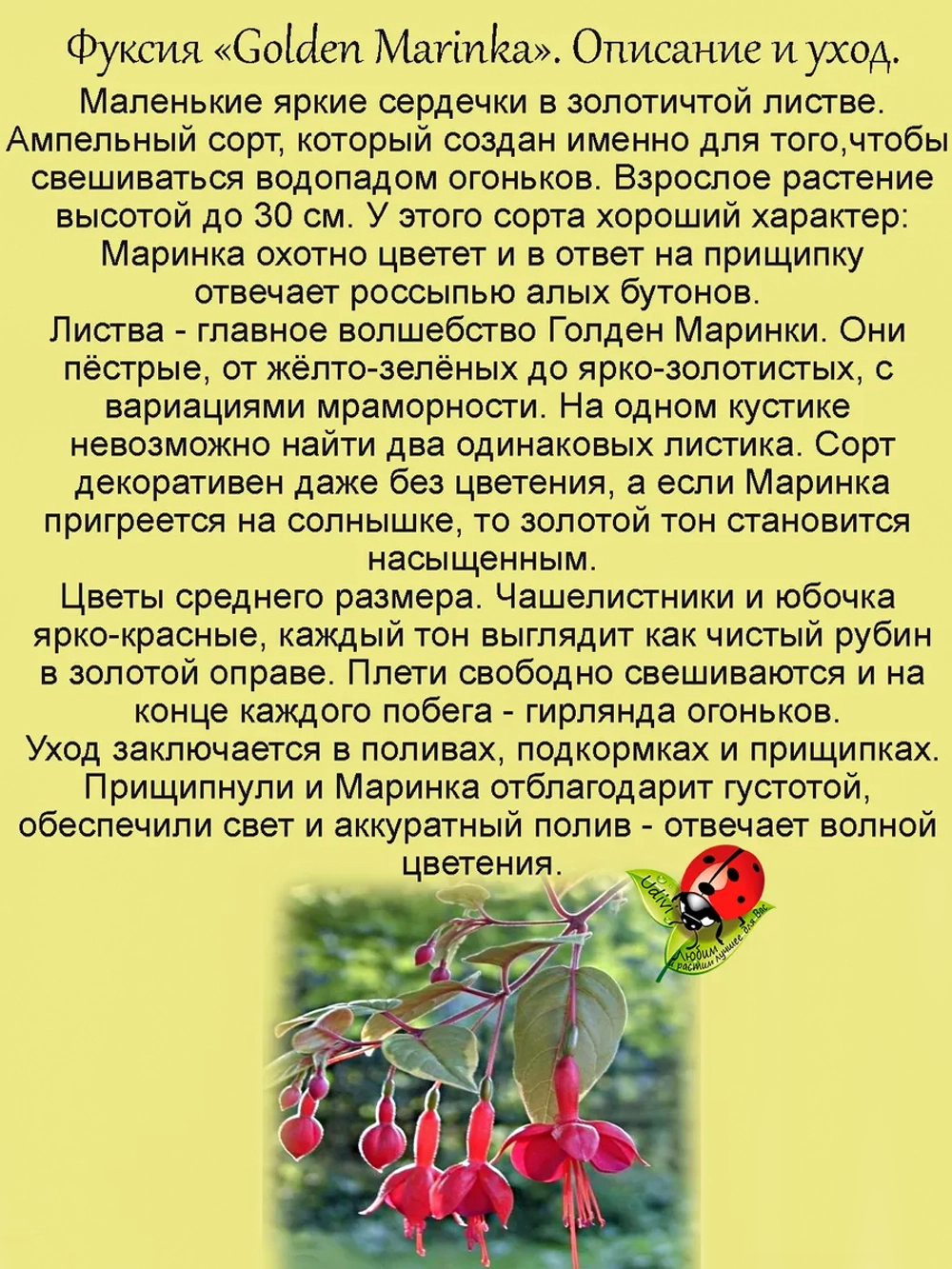 Фуксия Голден Маринка пестролистная