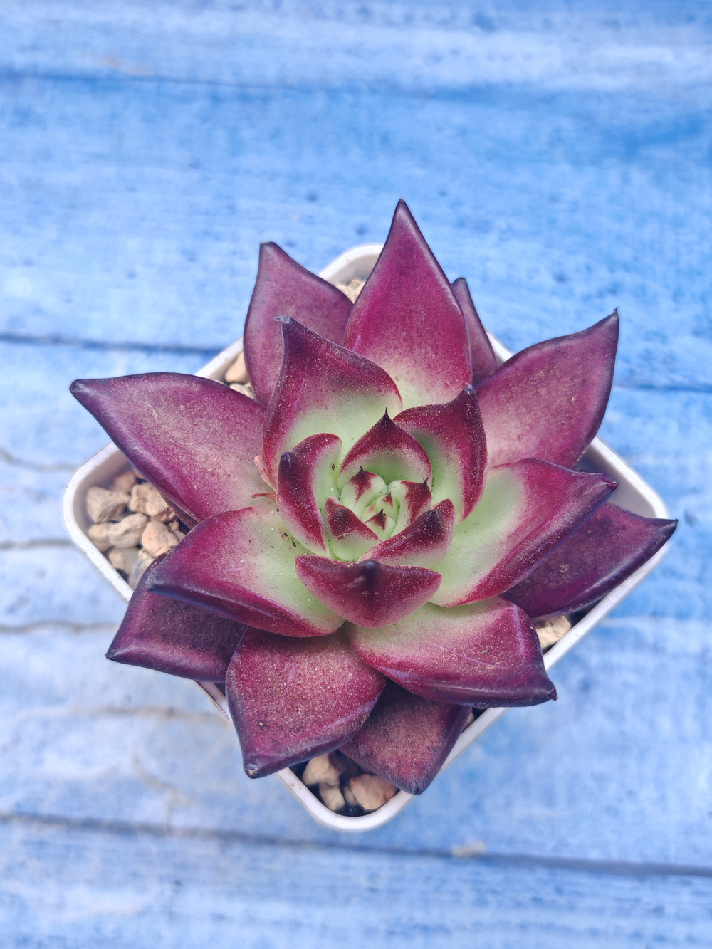 Echeveria Romeo (Эхеверия)
