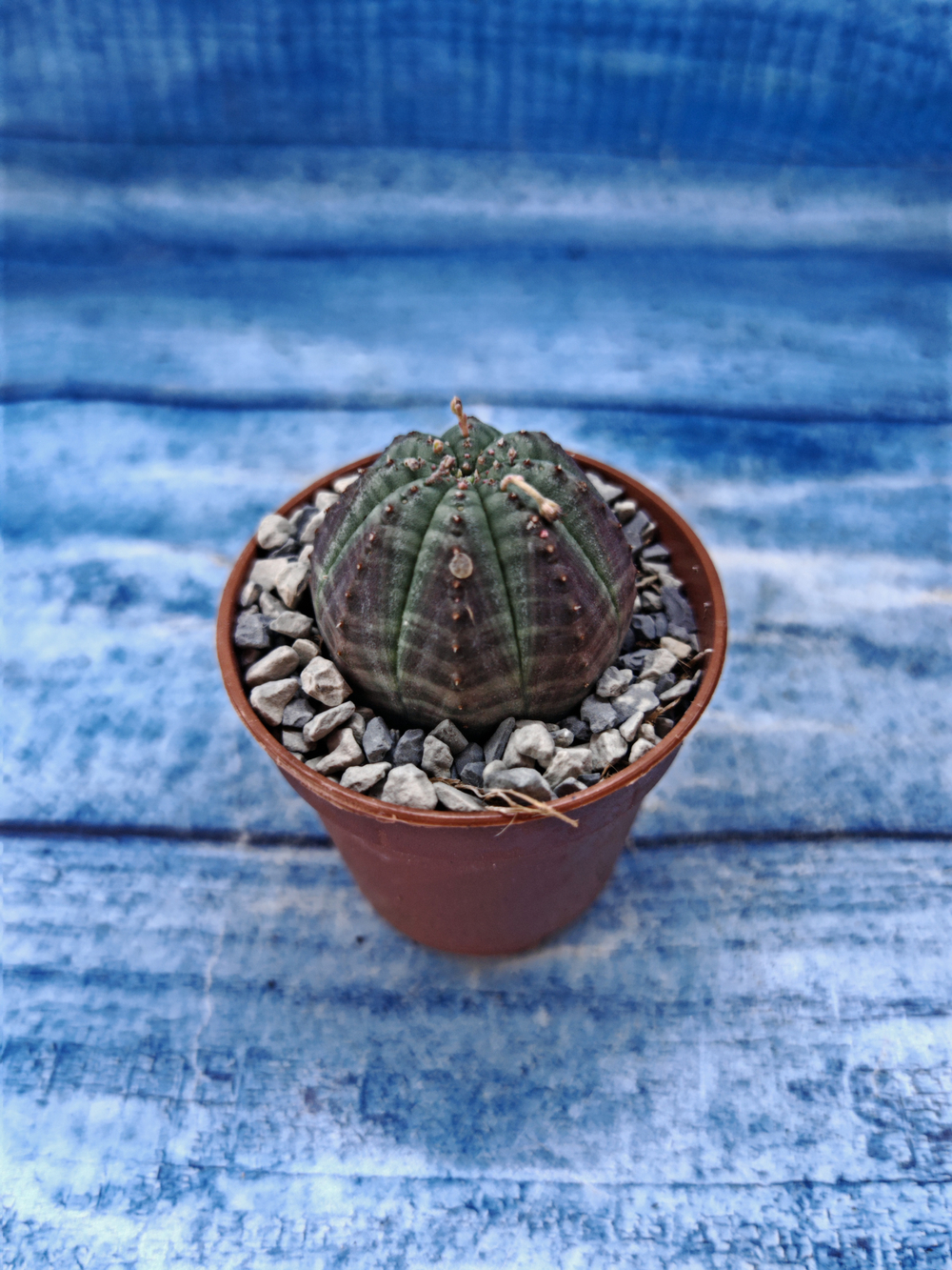 Euphorbia Obesa (Эуфорбия)