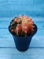Gymnocalycium Variegata (Гимнокалициум Вариегатный)