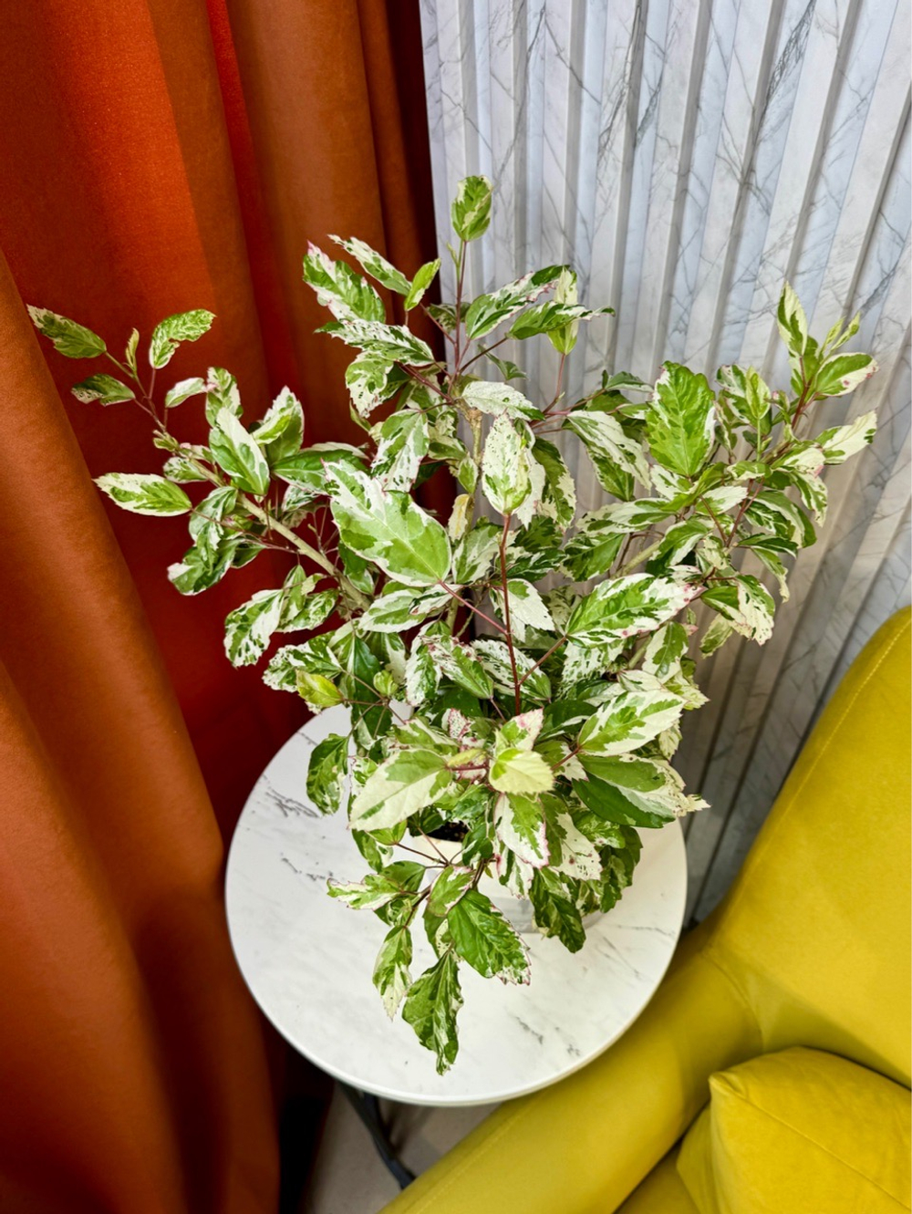 Гибискус Снежная Королева на фитиле, D17см Н40см, 1шт, Urban Jungle (7143)