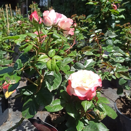 Роза чайно - гибридная