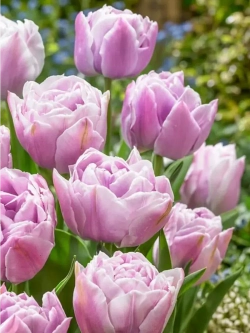 Тюльпаны Katinka 4 шт, набор луковиц