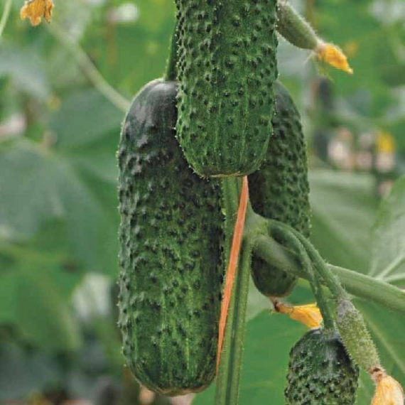 Директор F1 семена огурца партенокарпического (Nunhems / ALEXAGRO) культура – фото 4