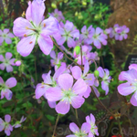 Герань пятнистая Эспрессо С2