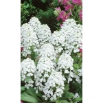 Семена Иберис Снежная вьюга (УД) Е/П