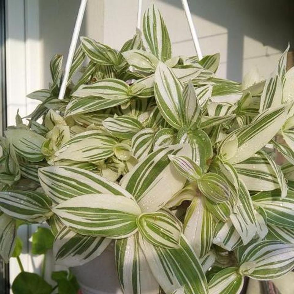 Традесканция домашняя белая уход. Традесканция blossfeldiana. Традесканция броссельфельда. Традесканция восковницевидная