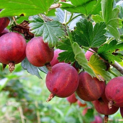 Крыжовник  Колобок