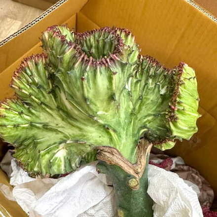 Эуфорбия лактеа кристата PURPLE