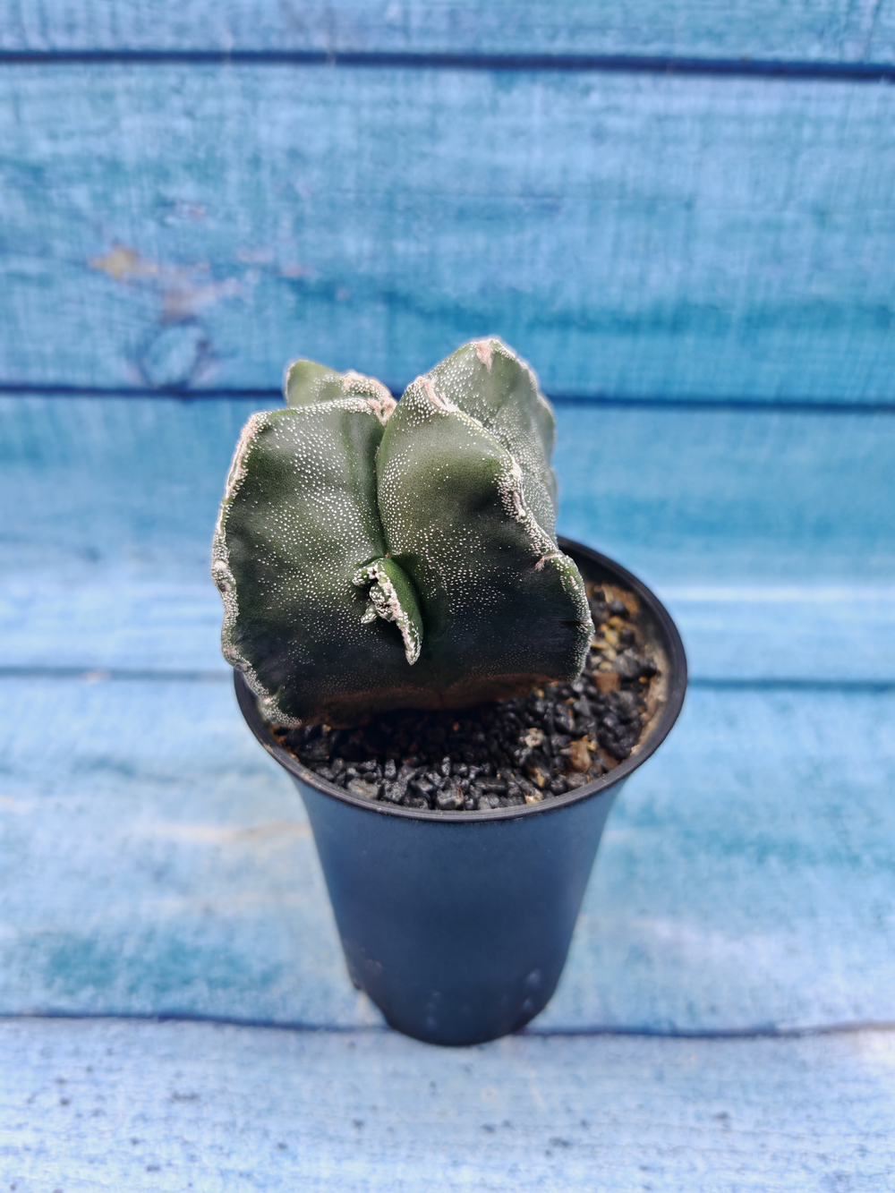 Astrophytum Myriostigma monstrosa (Астрофитум)