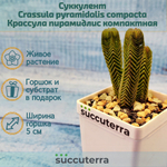 Crassula pyramidalis compacta (Крассула)