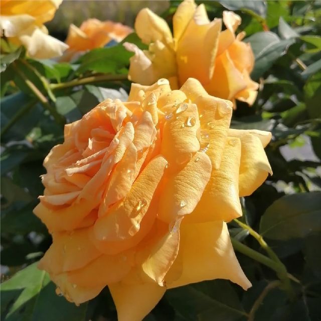 Розы штамбовые