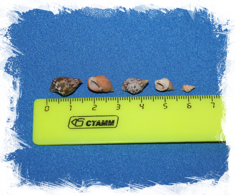 Микс из ракушек Планаксис, 100гр