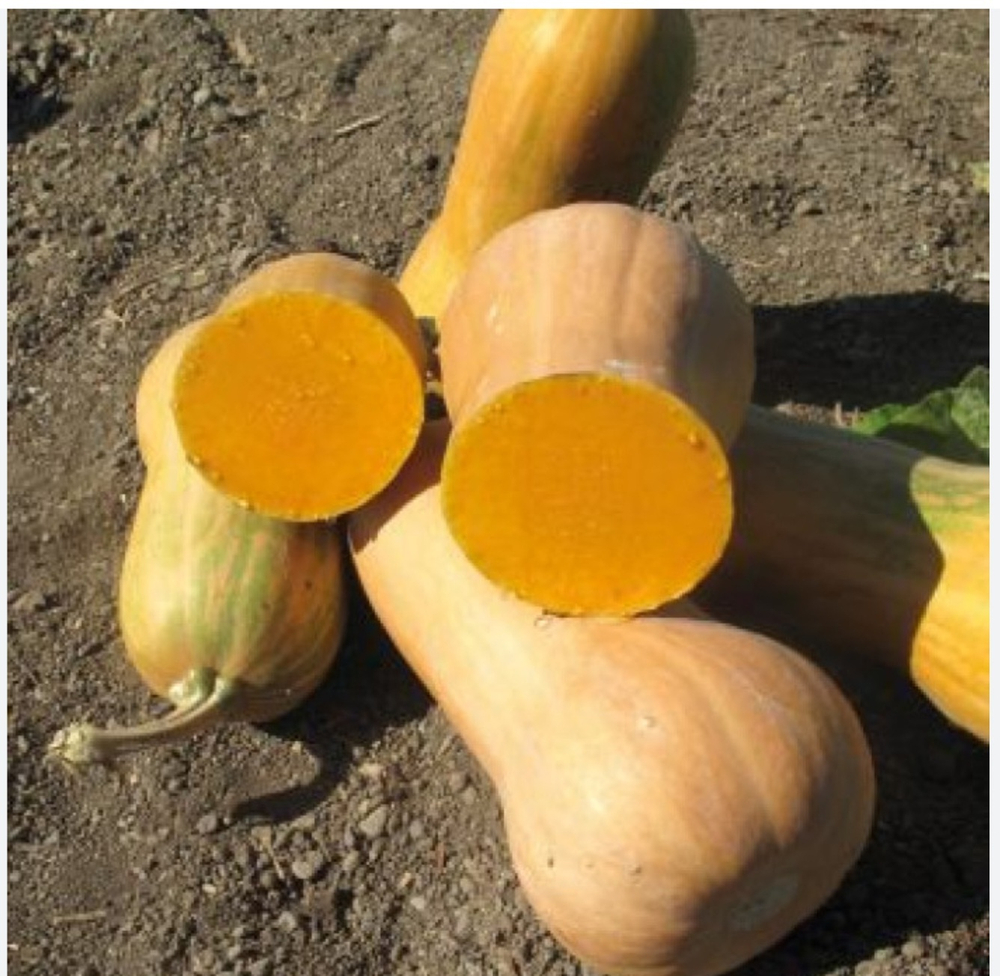 Тыква Лиззард F1- LIZZARD F1 1000in