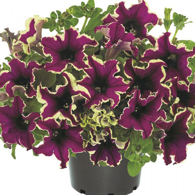 П3 Петуния Viva Eclipse